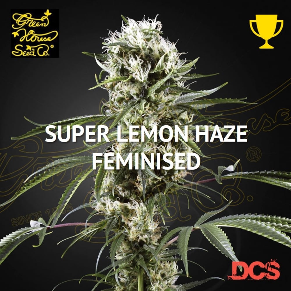Super Lemon Haze - Green House Seeds - Discount Cannabis Seeds