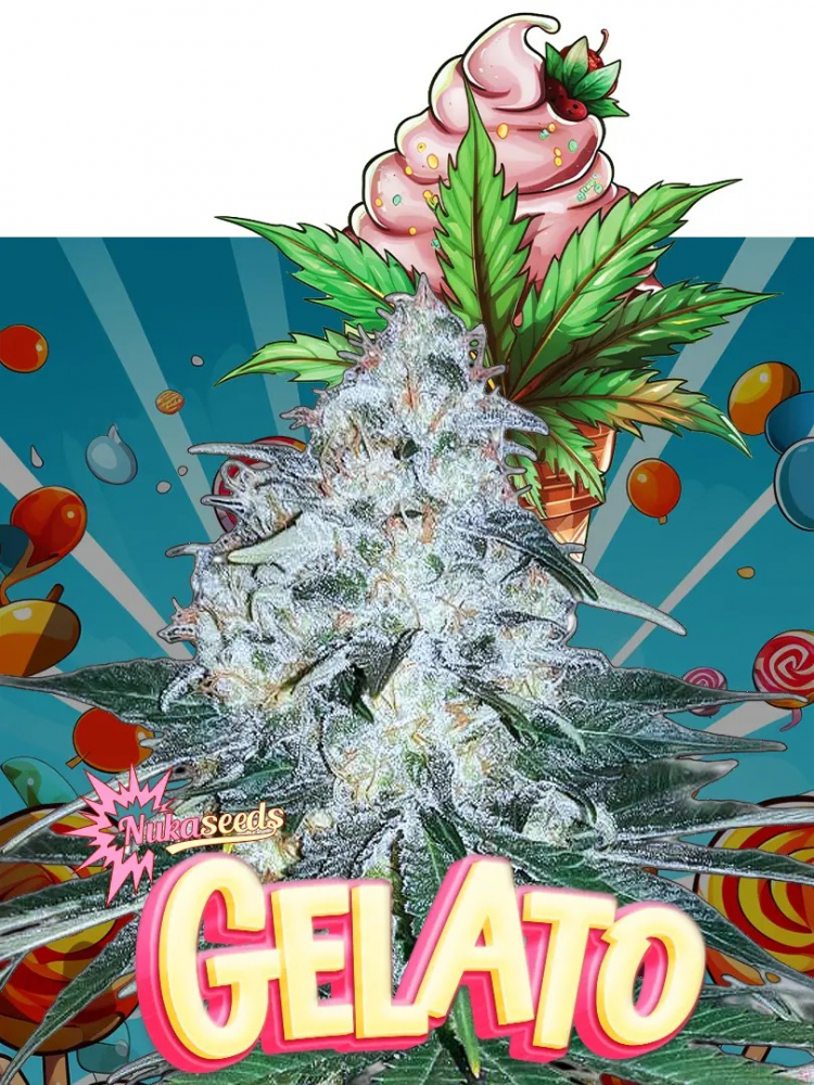 The Finest Gelato Cannabis Seeds at Discount Cannabis Seeds.