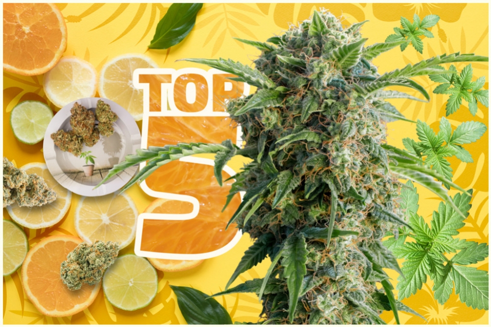 Cannabis Seeds - The Citrus Strains by Discount Cannabis Seeds.