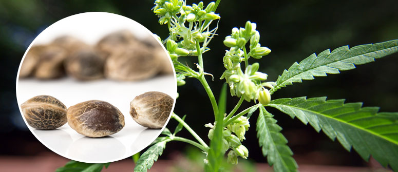 The Science Behind High-Quality Cannabis Seeds: What to Look For