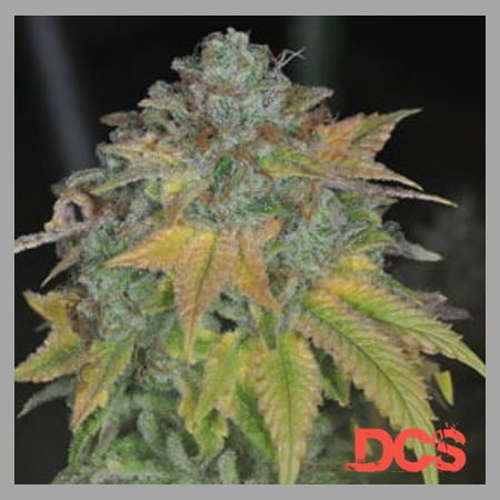 Discount Cannabis Seeds for Stardawg Cannabis Seeds Are the Top Choice