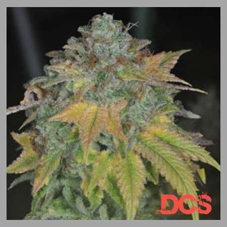 Excellence of Stardawg Cannabis Seeds at Discount Cannabis Seeds.