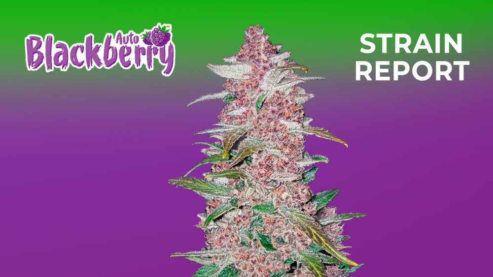 Auto Blackberry Gum Cannabis Seeds at Discount Cannabis Seeds.