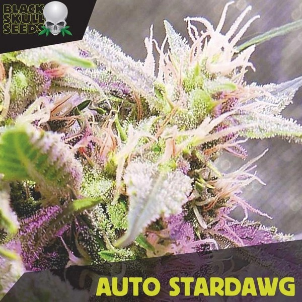 Remarkable Benefits of Cultivating Auto Stardawg Cannabis Seeds.