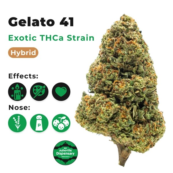 Hochwertige Gelato 41-Cannabissamen bei Discount Cannabis Seeds.