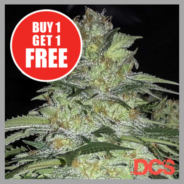 White Widow x Big Bud Cannabis Seeds at Discount Cannabis Seeds.