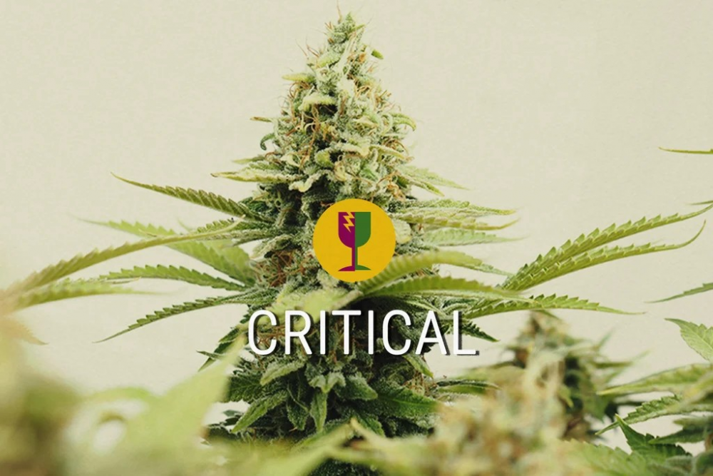 Why Critical Cannabis Seeds at Discount Cannabis Seeds Are the Perfect Choice.