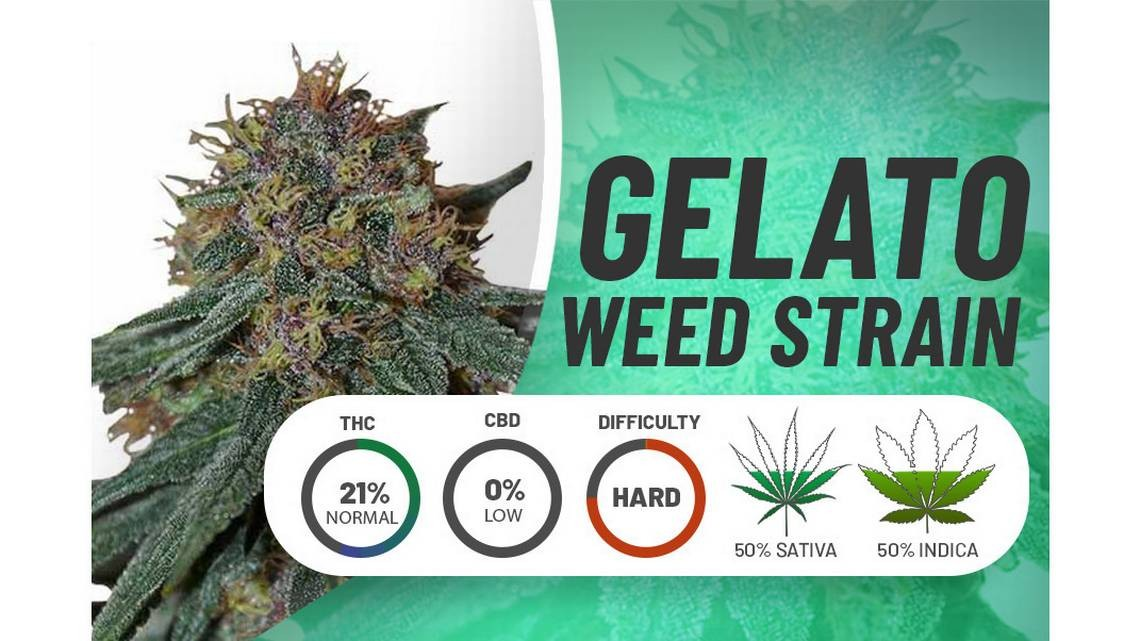 The Finest Gelato Cannabis Seeds at Discount Cannabis Seeds.