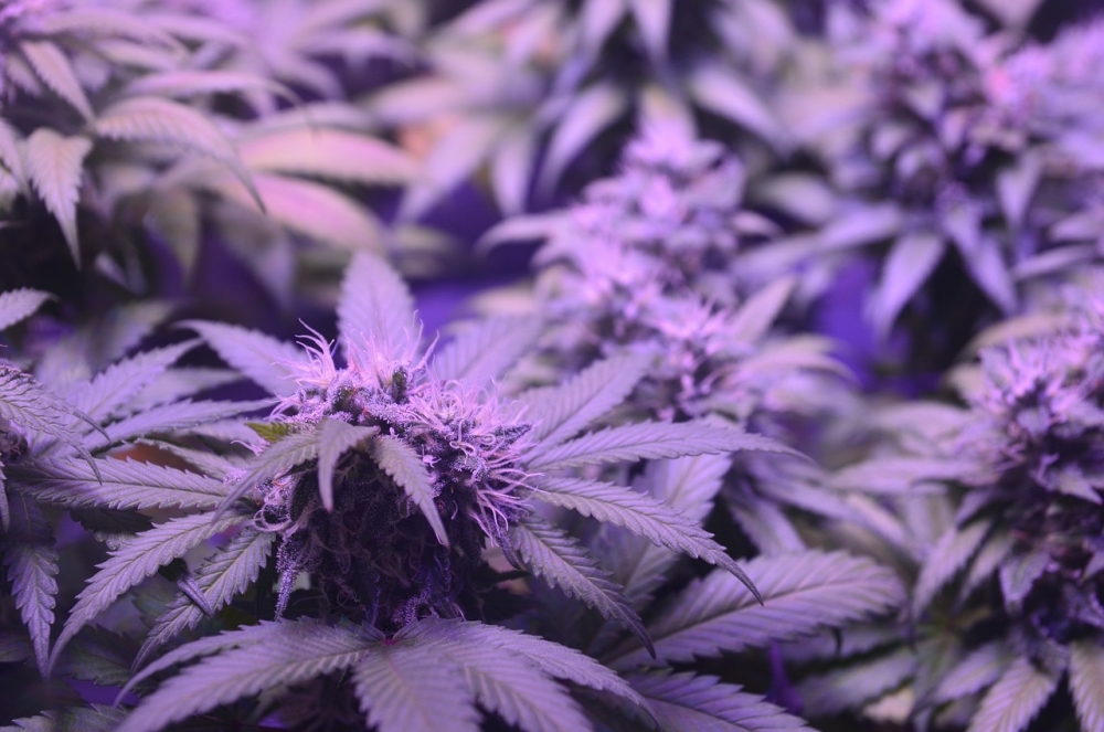 The Secret to High-Yield Auto Flowering Cannabis Seeds.