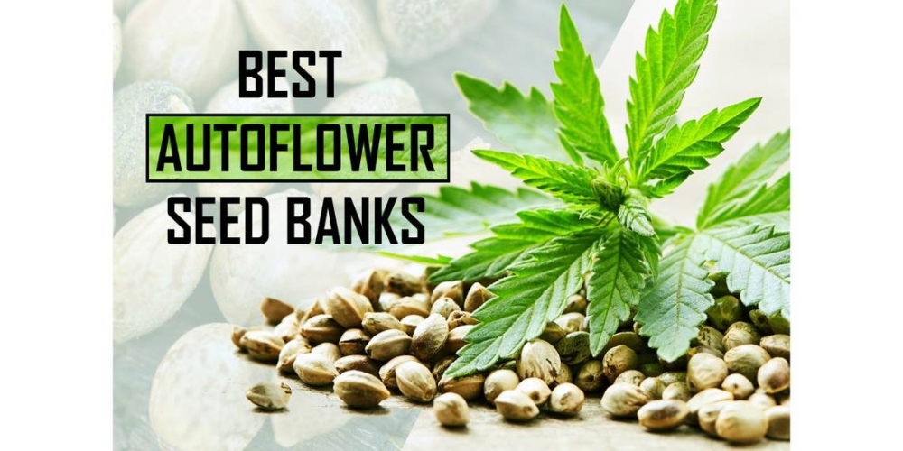 Auto Flowering Cannabis Seeds: The Future of Growing Marijuana