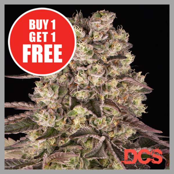 How to Save Big on Cannabis Seeds: Buy One Get One Free.