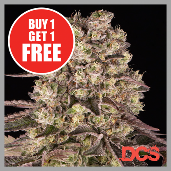 Double the Savings: Amazing Deals with BOGOF Cannabis Seeds.