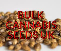 Bulk Cannabis Seeds Guide to Discounted and High-Quality Options