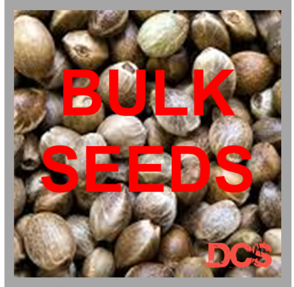 The Advantages of Bulk Cannabis Seeds Purchasing Cannabis Seeds.