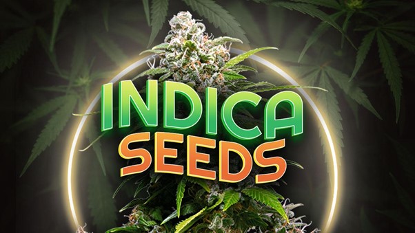 The Effects of Indica Cannabis Seeds Strains on the Mind and Body