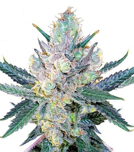 Tips and Tricks for Maximising Potency of Blue Cheese Cannabis Seeds.