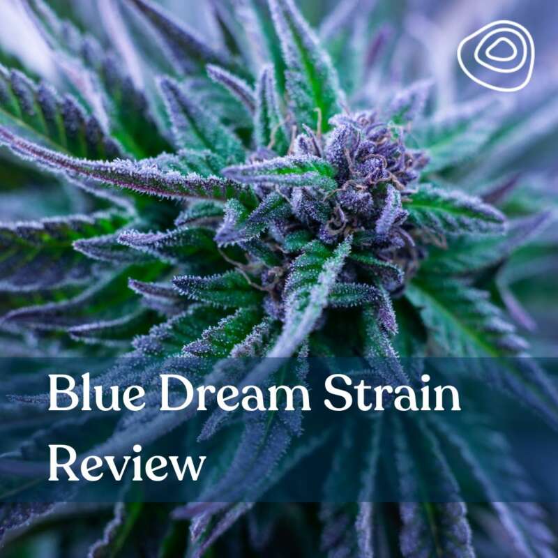 Einführung in Blue Dream-Cannabissamen.