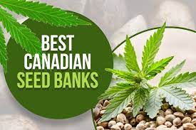 Experience the Finest Quality: Buy Your Cannabis Seeds From Us.