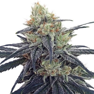 The Top Reasons to Select Discount Cannabis Seeds for CBD Seeds.