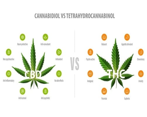 Exploring the Distinction: High CBD vs. High THC Cannabis Seeds.
