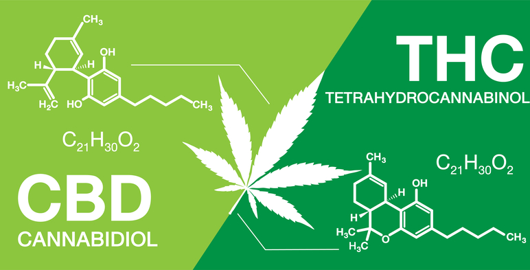 High CBD vs. High THC Cannabis Seeds: A Guide for Novice Growers.