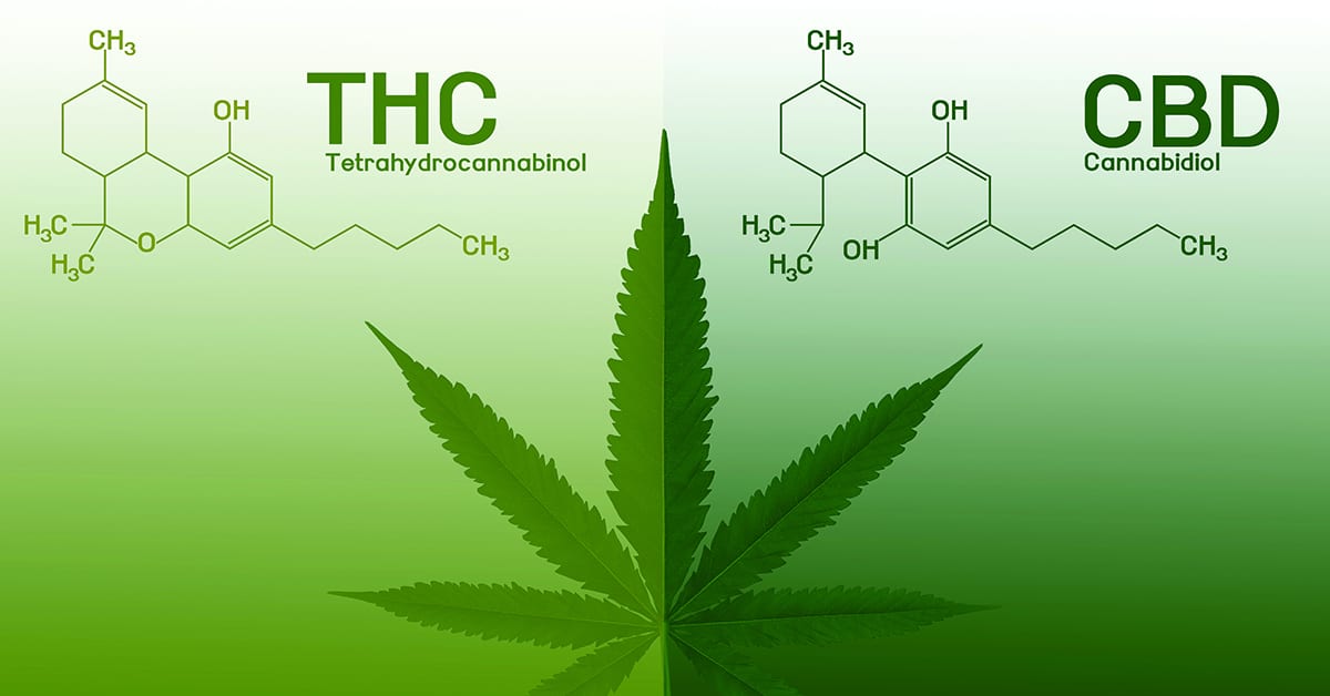 THC and CBD Cannabis Seeds for Your Medical Needs.