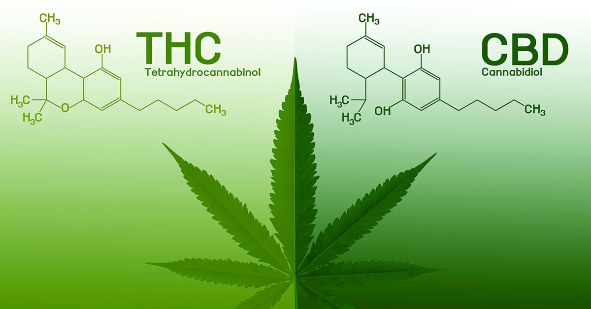  Understanding the Difference: CBD and THC Cannabis Seeds.