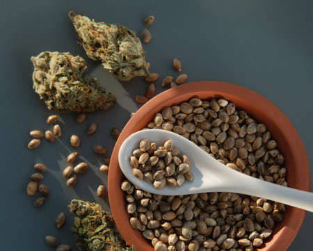 Exploring the Traits of Popular CBD Cannabis Seeds Strains.