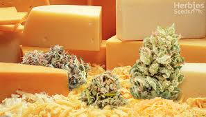 Discover the Most Popular Cheese Seeds at Discount Cannabis Seeds.