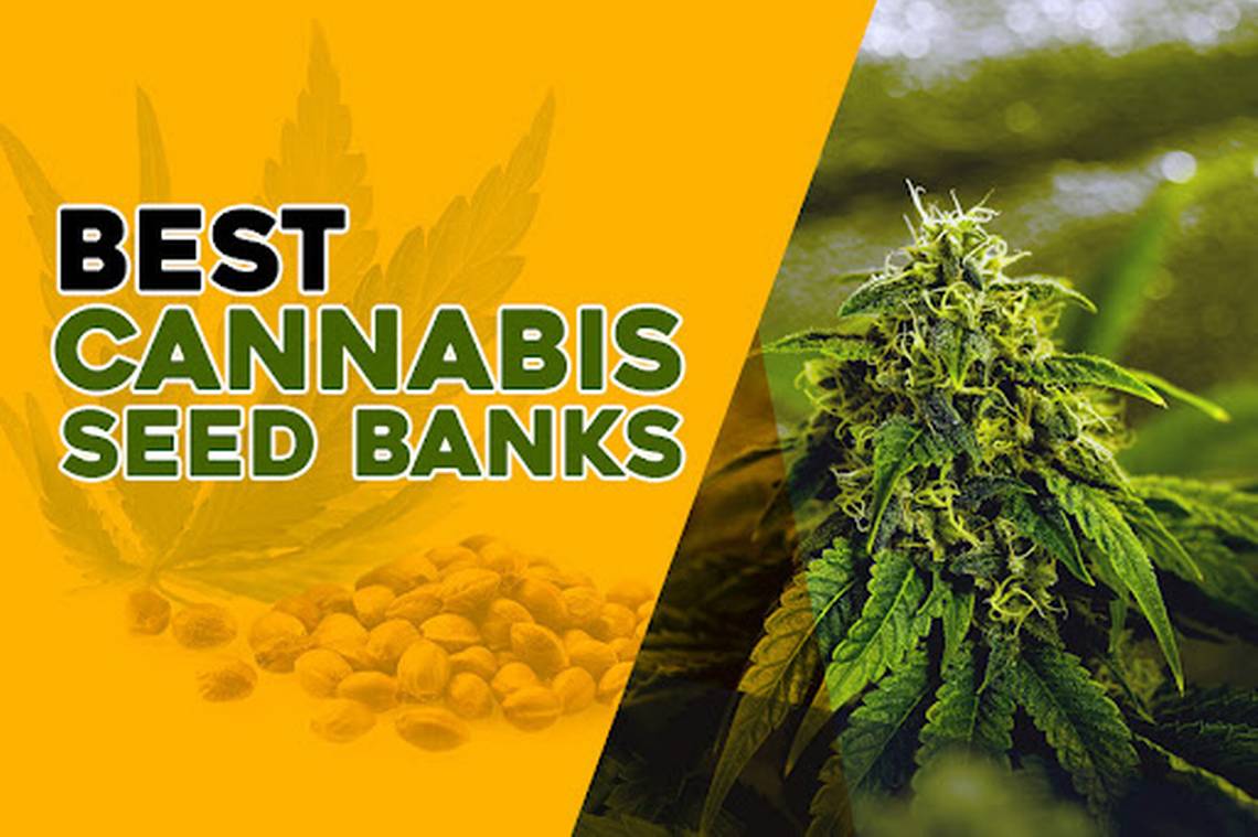 Extensive Selection of Cannabis Seeds from New Seed Banks.