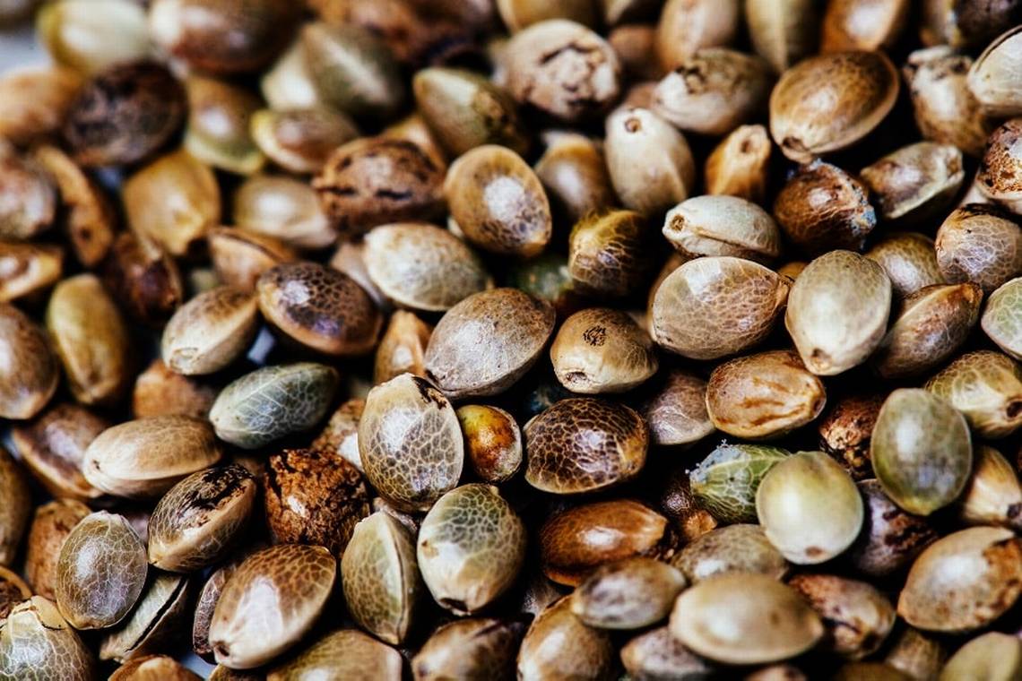 Choosing the Ideal Cannabis Seeds Strain for Your Requirements.