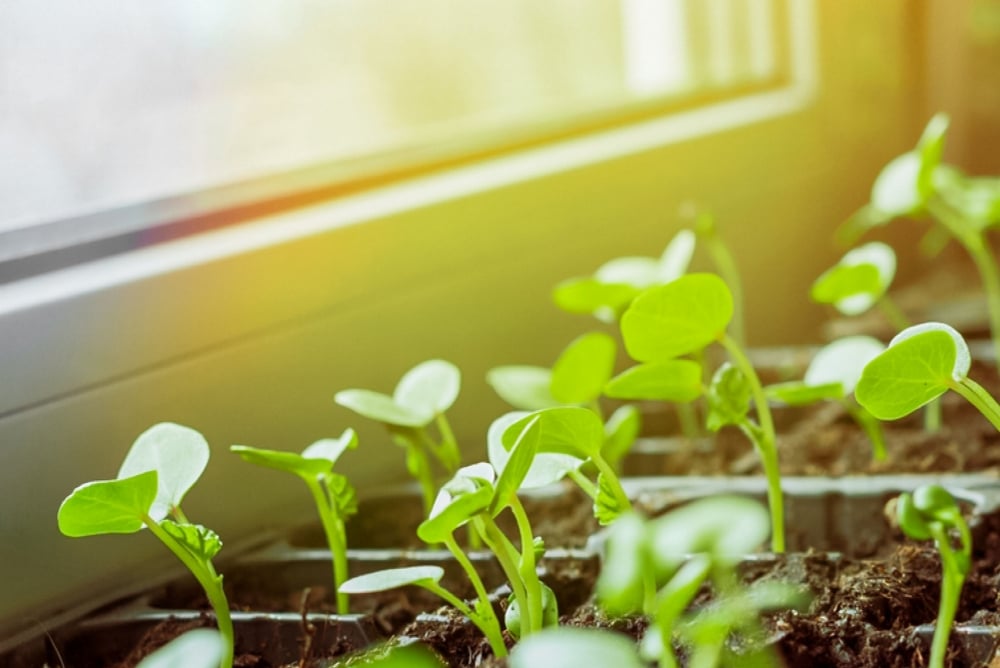 Thriving Indoor Cannabis Gardens with Discount Cannabis Seeds.