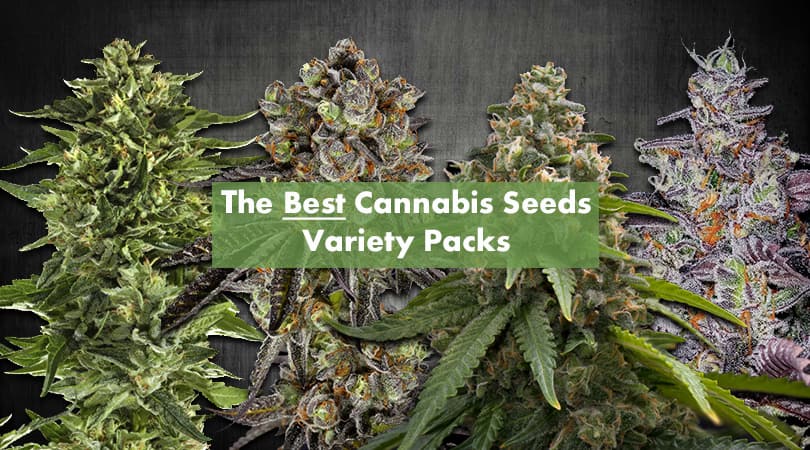 Cannabis Seeds - The Best Variety Packs Of Cannabis Seeds.