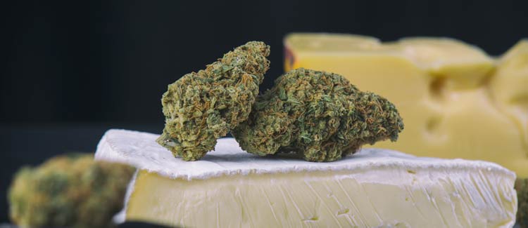 Die Vorteile des Anbaus von Cheese-Cannabissamen erkunden.