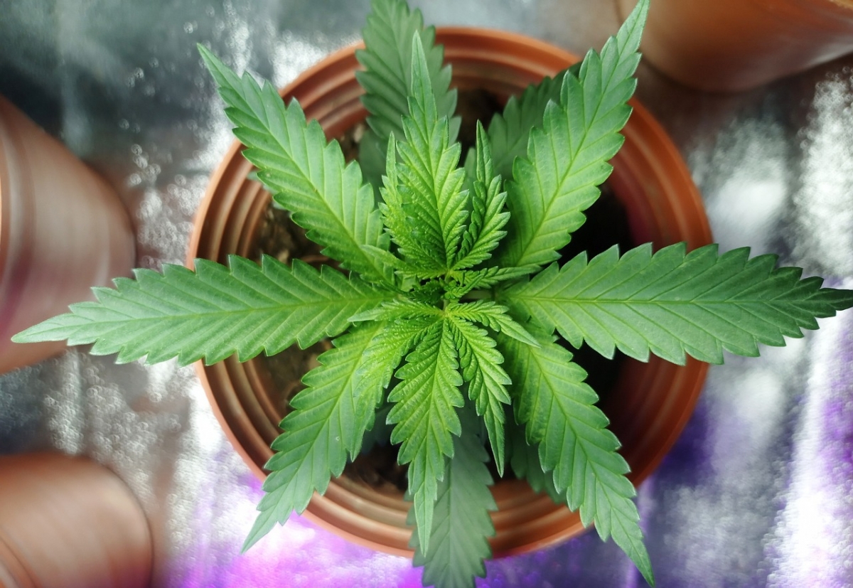 Maximize Your Cannabis Seeds Budget: The Ultimate Guide to Saving.