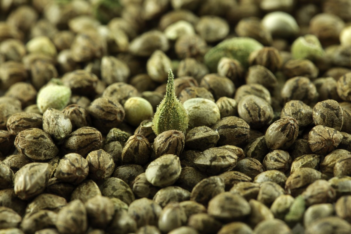 Secret Behind Discount Cannabis Seeds: European Customers Top Choice.