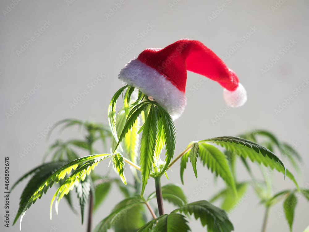 Get Ahead on Your Christmas Shopping with Discount Cannabis Seeds