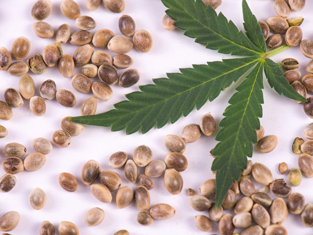 Maximizing Your Yield: Tips and Tricks for Growing Cannabis Seeds Indoors.