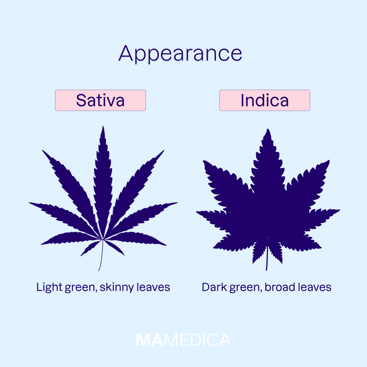 Experience the Best of Both Worlds: Indica to Sativa Cannabis Seeds