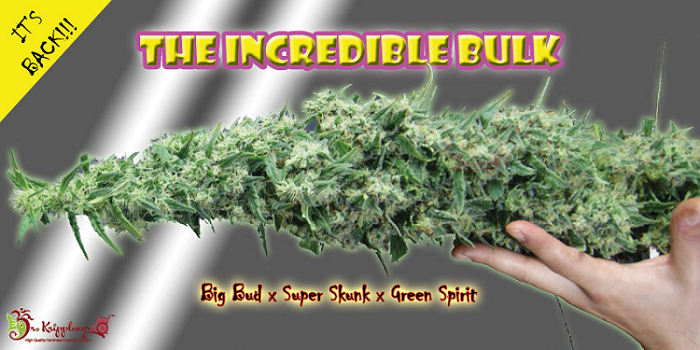 The Incredible Bulk Auto feminized seeds for sale: information and