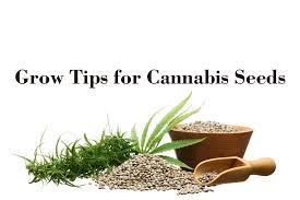  Easy-to-Grow Cannabis Seeds Strains at Discount Cannabis Seeds