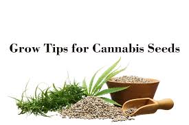 Beginner-Friendly Cannabis Seeds Strains That Are Easy to Grow.