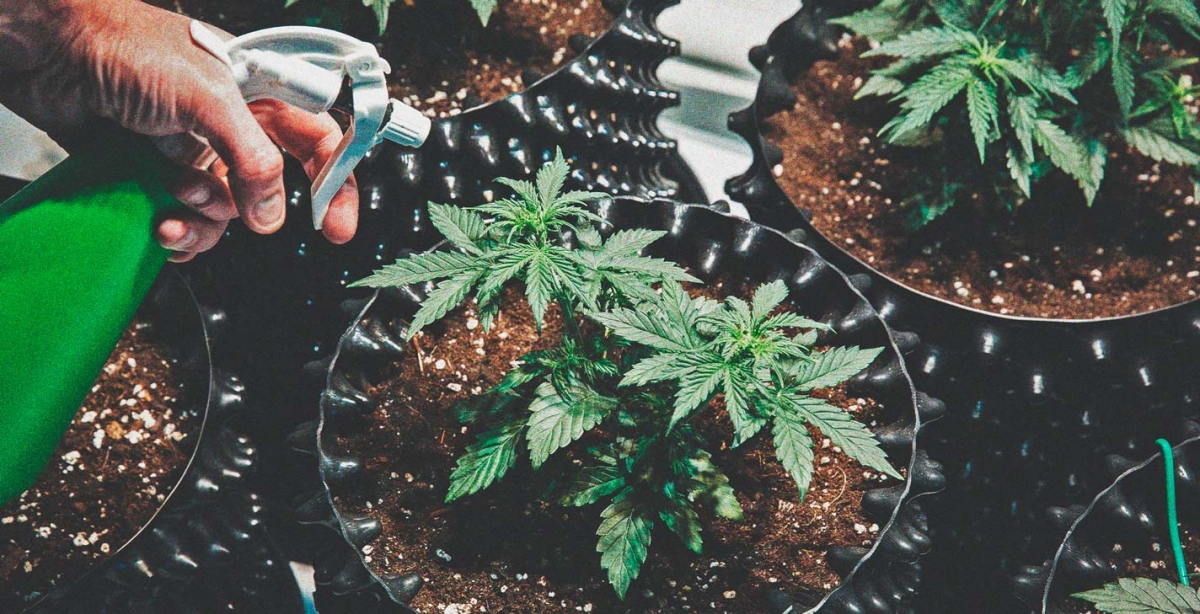 A Guide to Choosing Beginner-Friendly Cannabis Seeds Strains
