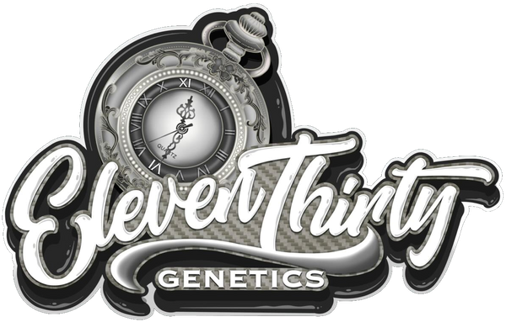 Eleven Thirty Genetics - Discount Cannabis Seeds