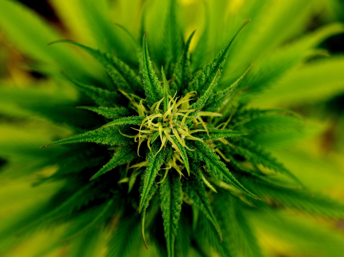 Die Vor- und Nachteile von selbstblühenden Cannabissamen erkunden.