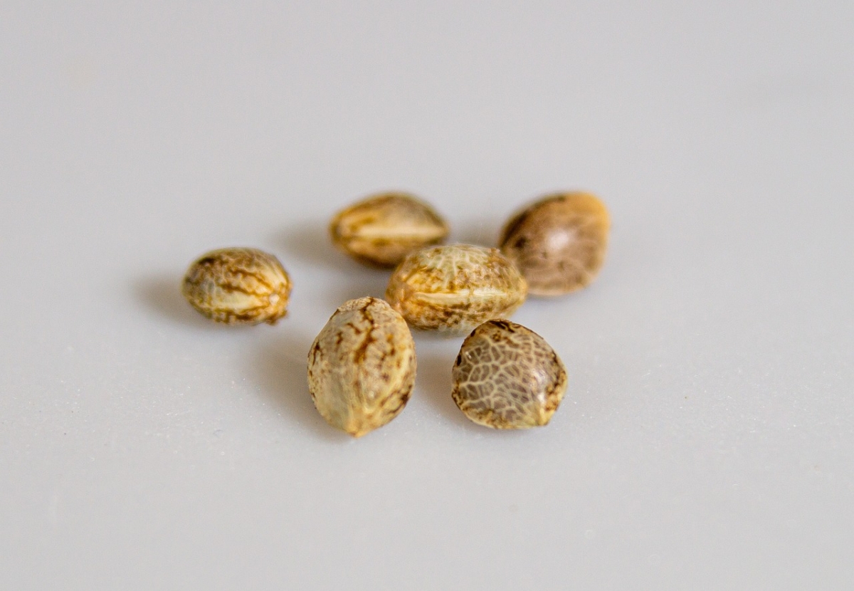 Popularity of Zkittlez Cannabis Seeds at Discount Cannabis Seeds.