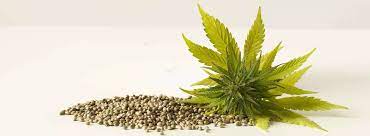 Ensuring Swift and Discreet Deliver At Discount Cannabis Seeds.Ensuring Swift and Discreet Deliver At Discount Cannabis Seeds.