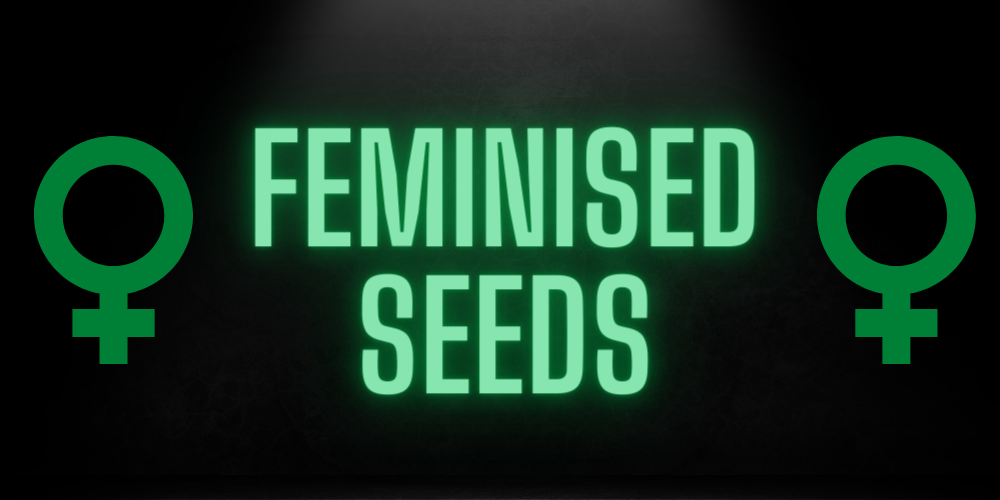 Ultimate Destination for Budget-Friendly Feminized Cannabis Seeds.