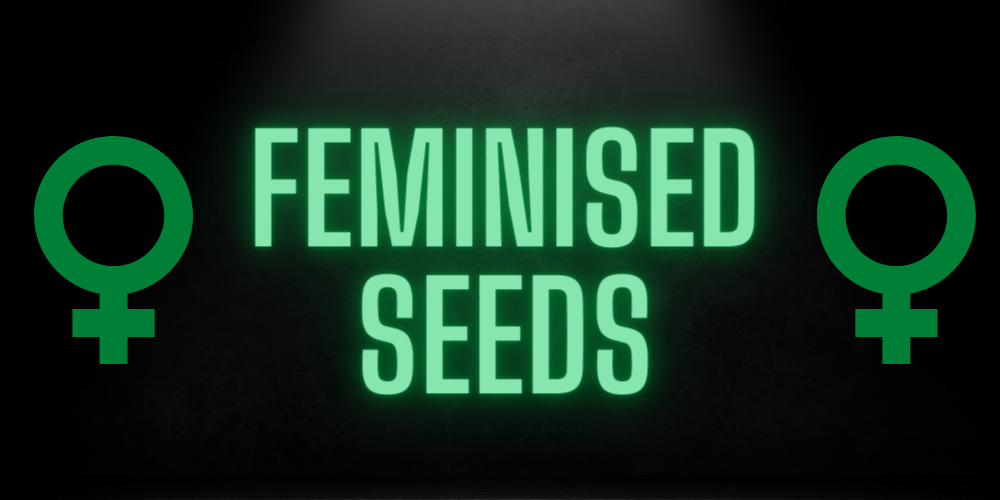 Power of Feminised Cannabis Seeds at Discount Cannabis Seeds.