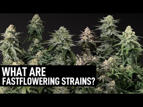  Discover the Benefits of Fast Flowering Cannabis Seeds.